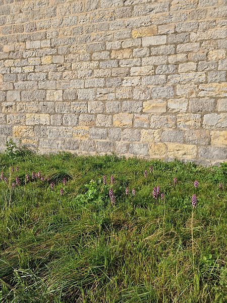 Himantoglossum robertianum  - Diane Raibaut