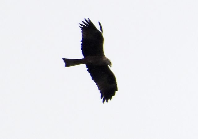 Nibbio bruno  - Andrea Sorrentino