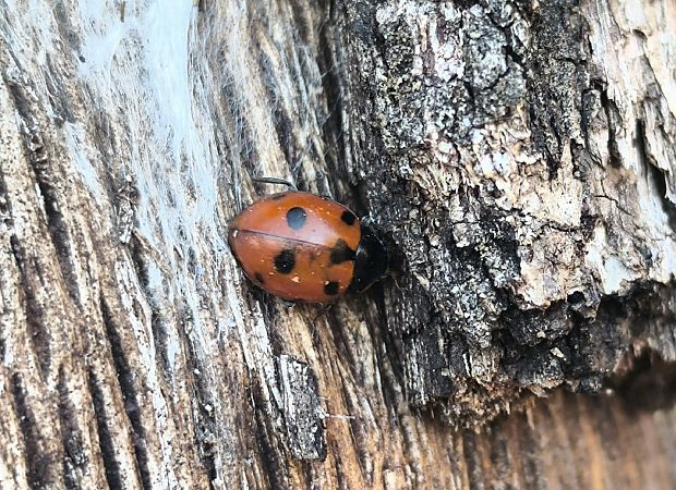 Ceratomegilla undecimnotata  - Mirko Tomasi