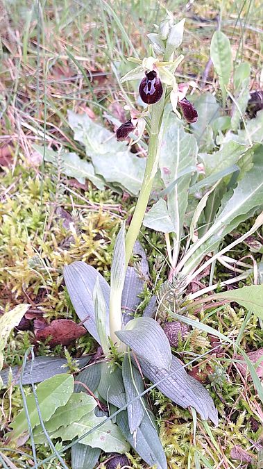 Ophrys occidentalis  - Emmanuel Cosson