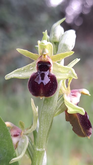 Ophrys occidentalis  - Emmanuel Cosson