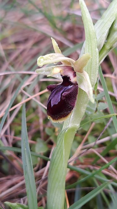 Ophrys occidentalis  - Emmanuel Cosson