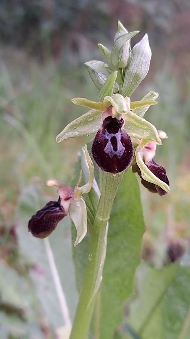 Ophrys occidentalis  - Emmanuel Cosson