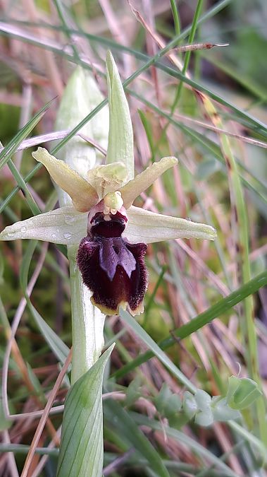 Ophrys occidentalis  - Emmanuel Cosson