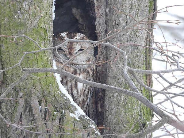 puszczyk  - Adrian Dudkiewicz