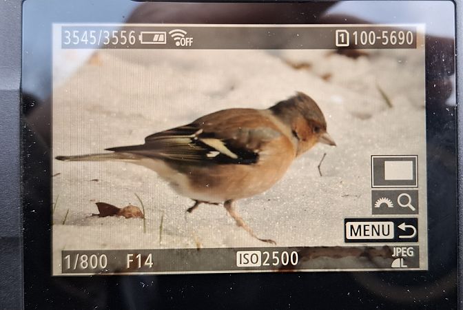 zięba  - Tomasz Doroń