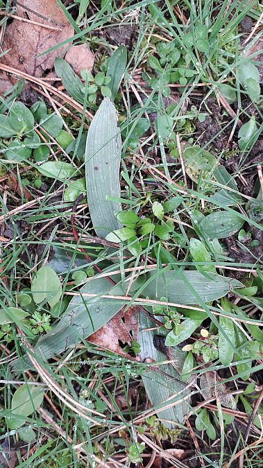 Ophrys apifera  - André Chevalier