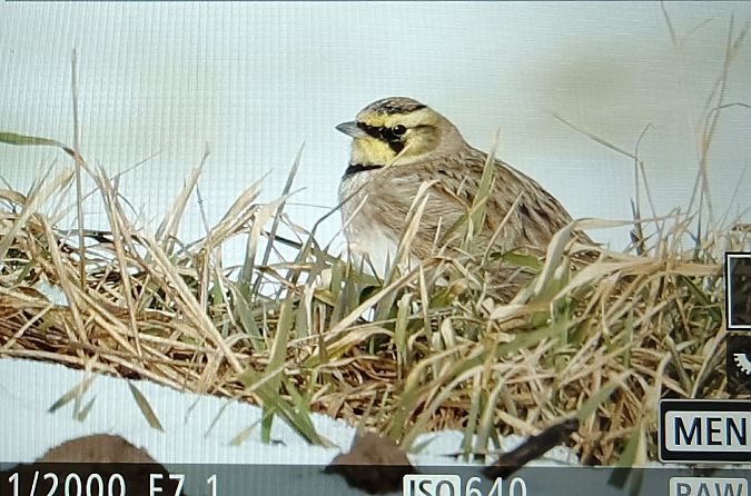 górniczek  - Tadeusz Sobuś