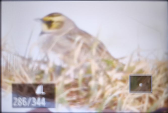 górniczek  - Tadeusz Sobuś