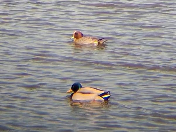 Pfeifente  - Ewa Nalepa