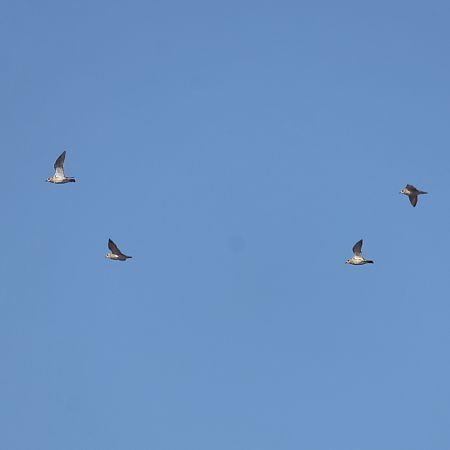 Pluvier doré  - Chris Zlatar