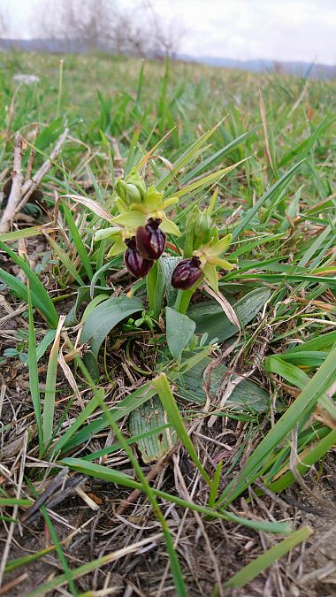 Ophrys occidentalis  - Monique Souben