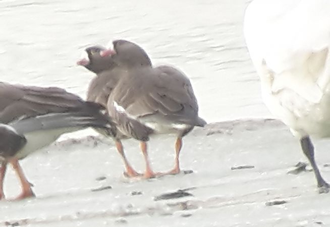 Oie naine  - Manfred Jochum