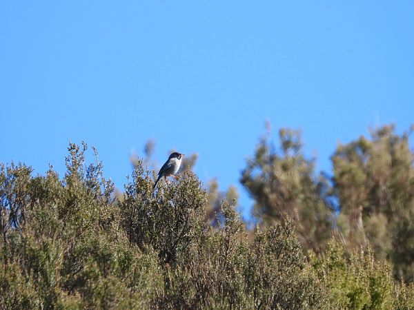 Magnanina sarda  - Cosimo Gabbani
