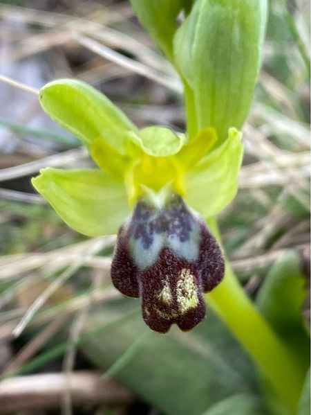 Ophrys forestieri  - Alain Darmuzey
