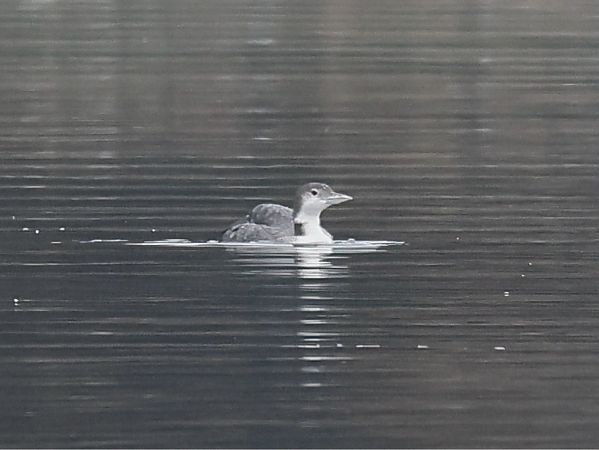 Plongeon imbrin  - Michael Hafner