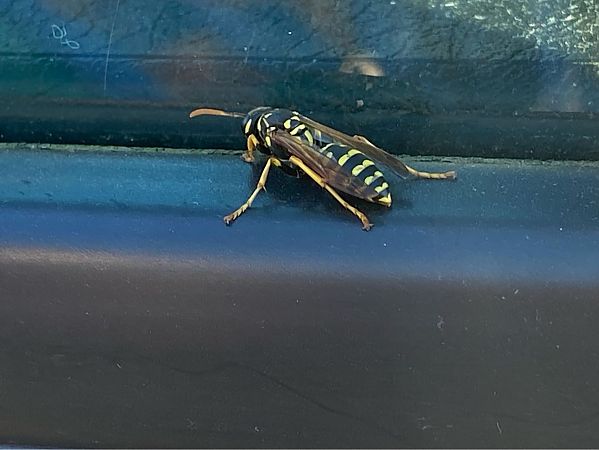 Polistes dominula  - Maria Rita Gelso