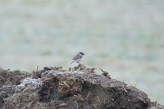 Saltimpalo comune  - Florian Gasser