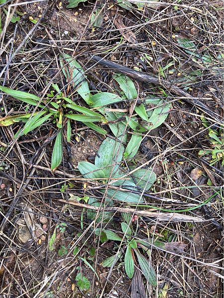 Ophrys sp.  - Florent de Gasperis