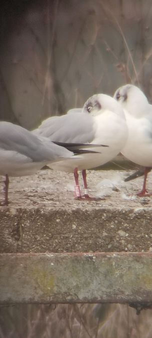 Gabbiano comune  - Lorenza Venturini