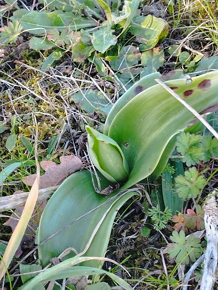 Himantoglossum robertianum  - Gérard Joseph