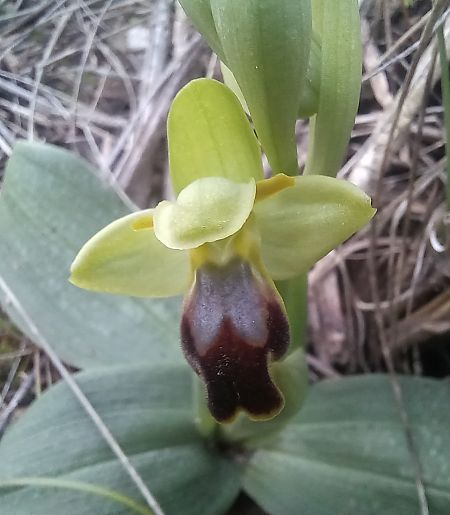 Ophrys forestieri  - Marc Olivé