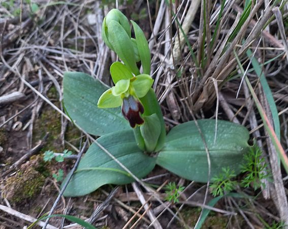 Ophrys forestieri  - Marc Olivé