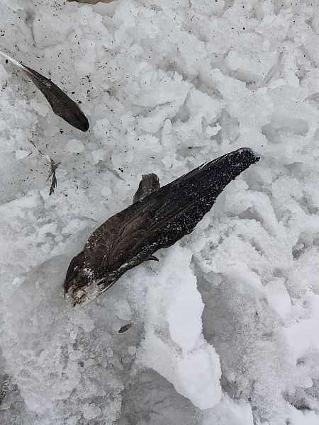 bernikla kanadyjska  - Marcelina Poddaniec