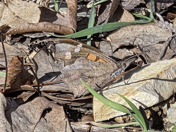 Libythea celtis  - Alberto Manganaro