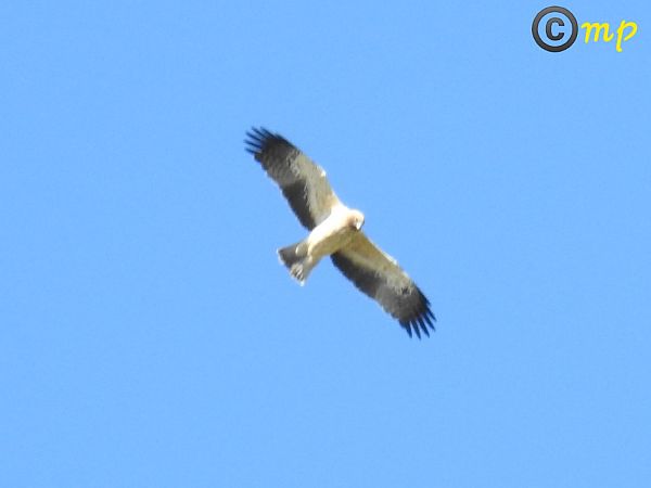 Aquila minore  - Mario Paloni