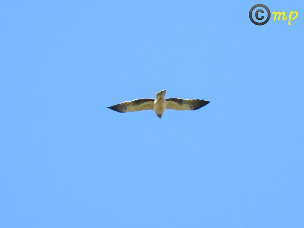 Aquila minore  - Mario Paloni