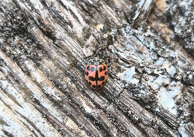 Oenopia conglobata  - Mirko Tomasi