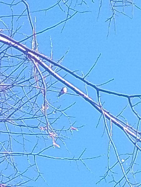 European Serin  - Gabriele Papale