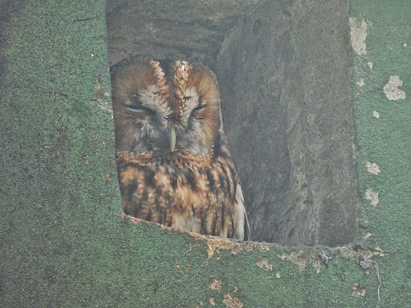 Chouette hulotte  - Kacper Mikulski