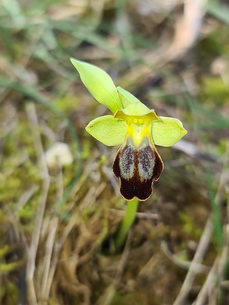 Ophrys forestieri  - Christian Fleury