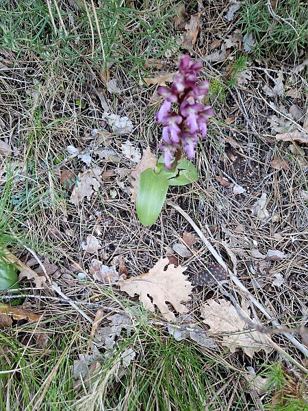 Himantoglossum robertianum  - Georges Olioso