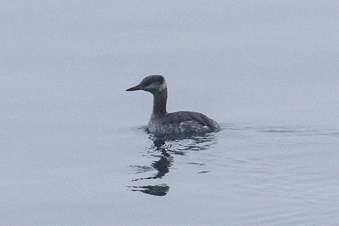 Grèbe jougris  - Viehböck Helga