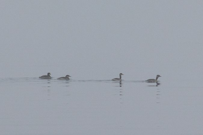 Grèbe jougris  - Viehböck Helga