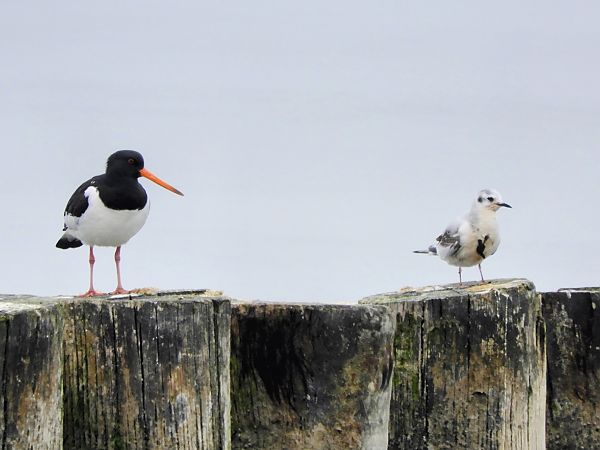 Gabbianello  - Massimo Tassinari
