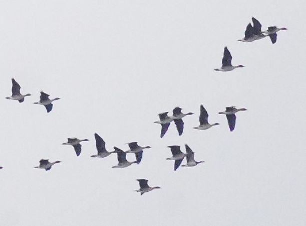 Weisswangengans  - Monika Żochowska