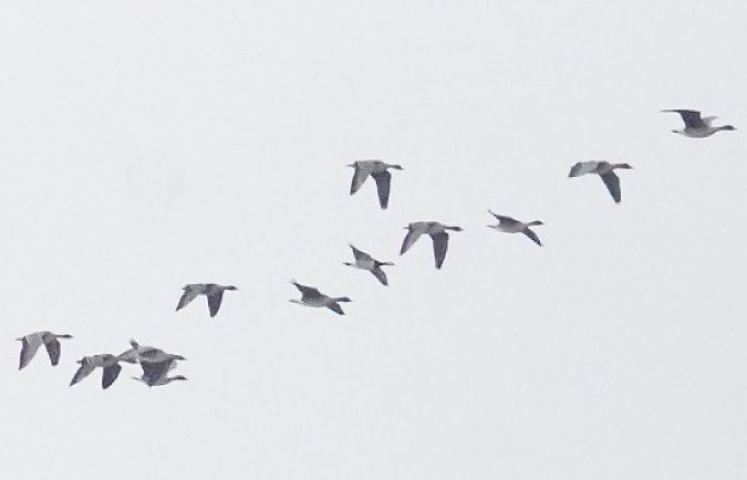 bernikla białolica  - Monika Żochowska