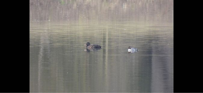 Macreuse brune  - Lukas Zangl