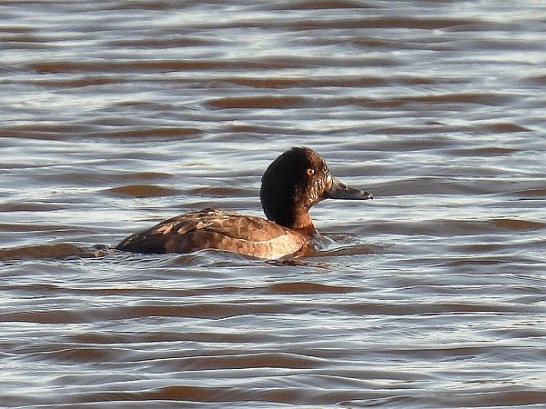 czernica  - Kacper Mikulski