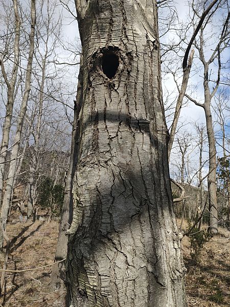 Picchio verde  - Daniele Baroni