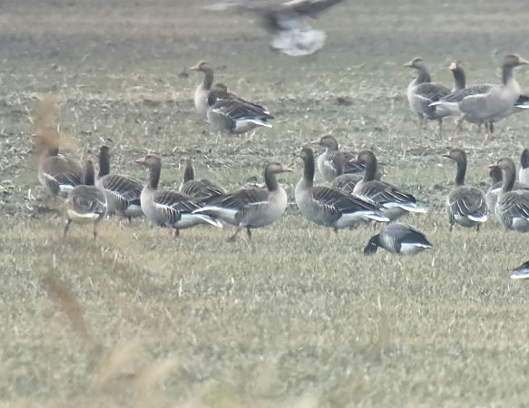 Bernache cravant à ventre sombre 