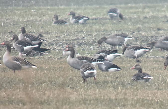 Bernache cravant à ventre sombre 
