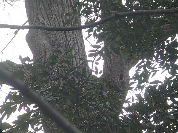 Picchio verde  - Daniele Baroni