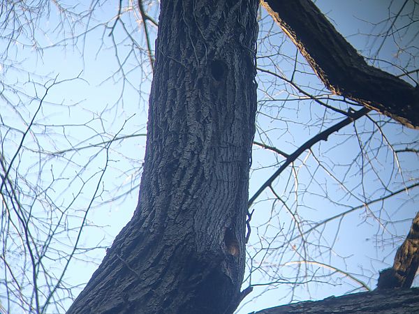 Picchio verde  - Daniele Baroni