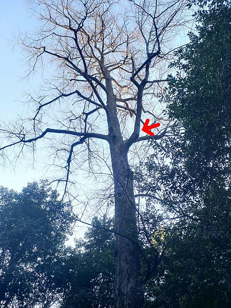 Picchio verde  - Daniele Baroni