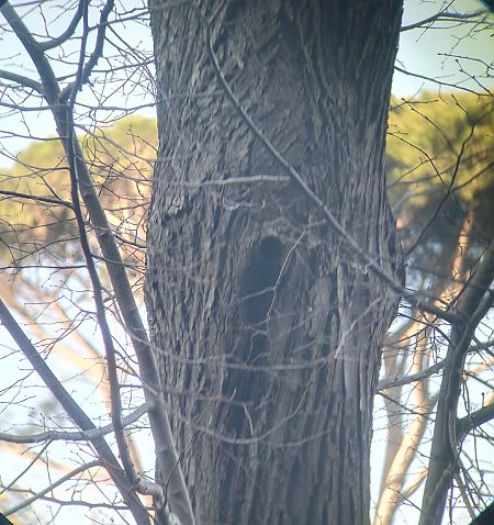 Picchio verde  - Daniele Baroni